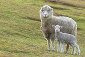 MAM 16 KH0034 01
Merino-Polwarth Crossed Sheep And Lamb Standing On Moor Falkland Islands
