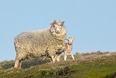 MAM 16 KH0035 01
Merino-Polwarth Crossed Sheep And Lamb Standing On Moor Falkland Islands