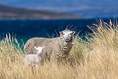 MAM 16 KH0036 01
Merino-Polwarth Crossed Sheep And Lamb Standing In Dunes By Sea Falkland Islands
