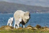 MAM 16 KH0037 01
Merino-Polwarth Crossed Sheep And Lambs Walking On Moor Falkland Islands