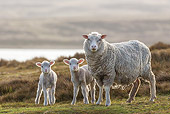 MAM 16 KH0038 01
Merino-Polwarth Crossed Sheep And Lambs Standing On Moor Falkland Islands