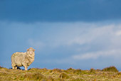 MAM 16 KH0039 01
Merino-Polwarth Crossed Sheep Standing On Moor At Sunset Falkland Islands