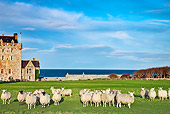 MAM 16 MH0002 01
Flock Of Sheep Standing In Field Outside Of Scottish Castle