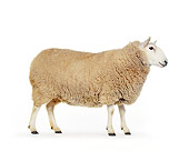 MAM 16 RK0003 06
Sheep On Seamless
