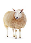 MAM 16 RK0003 38
Sheep On Seamless