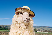 MAM 16 RK0005 02
Head Shot Of Humorous Sheep Wearing Hat Blue Sky