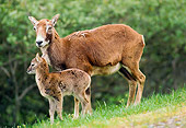 MAM 16 RK0017 01
Mother and Baby Goats