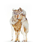MAM 16 RK0029 11
Sheep Standing In Wolf's Fur On White Seamless