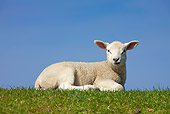MAM 16 WF0002 01
Domestic Lamb Resting On Grass Field Against Blue Sky
