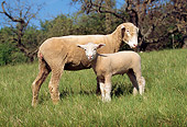 MAM 16 LS0001 01
Domestic Ewe And Lamb Standing In Pasture By Trees Blue Sky