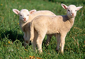 MAM 16 LS0003 01
Two Domestic Lambs Standing In Pasture