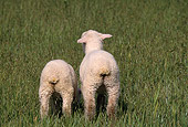 MAM 16 RK0007 03
Rear Shot Of Two Lambs Grazing On Grass