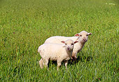 MAM 16 RK0008 11
Two Lambs Standing Together On Grass