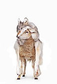MAM 16 RK0029 46
Sheep Standing In Wolf's Fur On White Seamless
