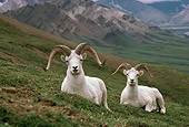 MAM 16 TL0001 01
Portrait Of Dall Sheep Ram On Pasture
