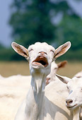 MAM 17 GL0001 01
Head Shot Of Saanen Goat Bleating