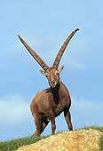 MAM 17 GL0002 01
Alpine Ibex Standing On Grassy Hill Against Blue Sky