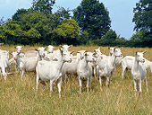 MAM 17 GL0003 01
Group Of Saanen Dairy Goats Standing In Pasture