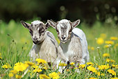 MAM 17 GL0004 01
Two Pygmy Goat Kids Standing In Field Of Dandelions