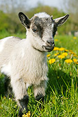 MAM 17 GL0005 01
Pygmy Goat Kid Standing In Grass And Dandelions