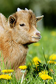 MAM 17 GL0006 01
Portrait Of Pygmy Goat Kid In Grass And Dandelions