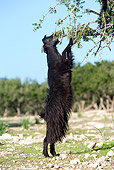 MAM 17 JE0001 01
Black Goat Standing On Hind Legs To Reach Food On Tree