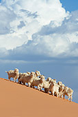 MAM 17 KH0007 01
Herd Of Dwarf Goats Standing On Sand Dune
