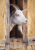MAM 17 KH0009 01
Goat Peeking Head Out Of Stable