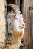 MAM 17 KH0010 01
Goat Peeking Head Out Of Stable