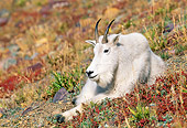 MAM 17 KH0011 01
Mountain Goat Laying On Hill