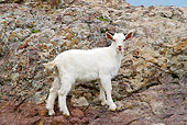 MAM 17 KH0012 01
White Goat Kid Standing On Rocks Greece