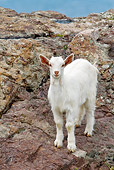 MAM 17 KH0013 01
White Goat Kid Standing On Rocks Greece