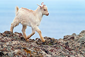 MAM 17 KH0014 01
White Goat Kid Trotting On Rocks By Sea Greece