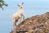 MAM 17 KH0015 01
White Goat Kid Climbing Rocks By Sea Greece