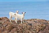 MAM 17 KH0016 01
Two White Goat Kids Standing On Rocks By Sea Greece