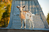 MAM 17 KH0017 01
Goat Kid Standing On Scaffolding France