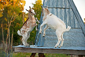 MAM 17 KH0018 01
Two Goat Kids Playing On Scaffolding France