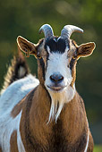 MAM 17 KH0019 01
Portrait Of Dwarf Goat With Earring France