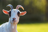 MAM 17 KH0020 01
Head Shot Of Dwarf Goat France
