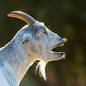 MAM 17 KH0021 01
Head Shot Of Dwarf Goat Yawning France