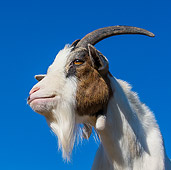 MAM 17 KH0022 01
Head Shot Of Dwarf Goat Against Blue Sky France