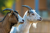 MAM 17 KH0023 01
Portrait Of Two Dwarf Goats On Farm In France