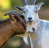 MAM 17 KH0024 01
Portrait Of Two Dwarf Goats Nuzzling France