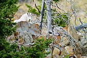 MAM 17 MC0001 01
Mountain Goat Resting On Rocks Yellowstone National Park