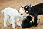 MAM 17 RK0001 01
Three Kid Goats On Dirt
