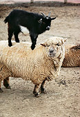 MAM 17 RK0002 01
Kid Goat Standing On Top Of Sheep