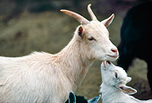 MAM 17 RK0004 01
White Female Goat With Kid