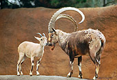 MAM 17 RK0006 01
Two Goats Standing On Rock