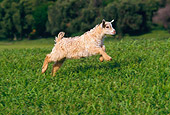 MAM 17 RK0014 02
Kid Goat Running In Field By Trees