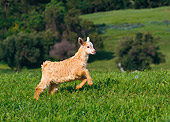 MAM 17 RK0014 03
Kid Goat Running In Field By Trees